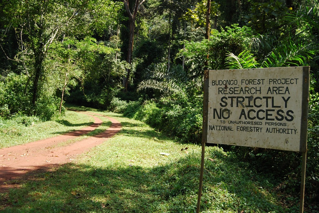 Budong Forest: The road to BCFS