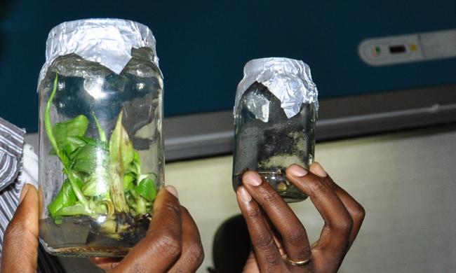 Banana Specimens in the Tissue Culture Lab, CAES, Makerere University Agricultural Research Institute Kabanyolo-MUARIK, Kampala, Wakiso, Uganda