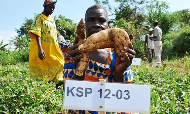 A farmer exibits some of the new improved sweet potato varieties developed by CAES in Hoima, November 2013, Makerere University, Kampala Uganda
