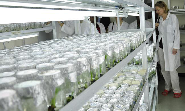 Inside the Banana Tissue Culture Lab, MUARIK, CAES Kabanyolo, Makerere University, Kampala Uganda