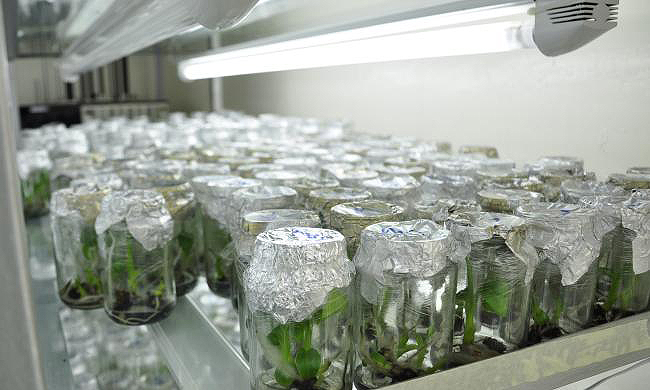 Inside the Banana Tissue Culture Lab, MUARIK, College of Agricultural and Environmental Sciences-CAES Kabanyolo, Makerere University, Kampala Uganda