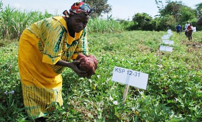 A farmer exibits some of the new improved sweet potato varieties developed by CAES in Hoima, November 2013, Makerere University, Kampala Uganda