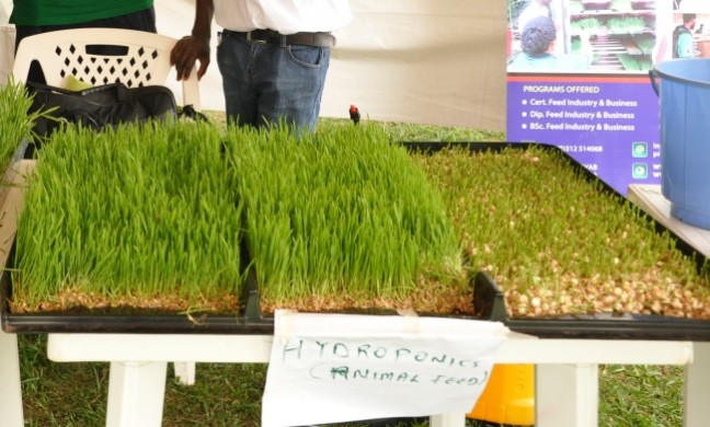 Hydroponic Fodder on display by AFRISA, CEDAT during the Presidential Initiative Forum Exhibition, 30-31st July 2014, Makerere University, Kampala Uganda