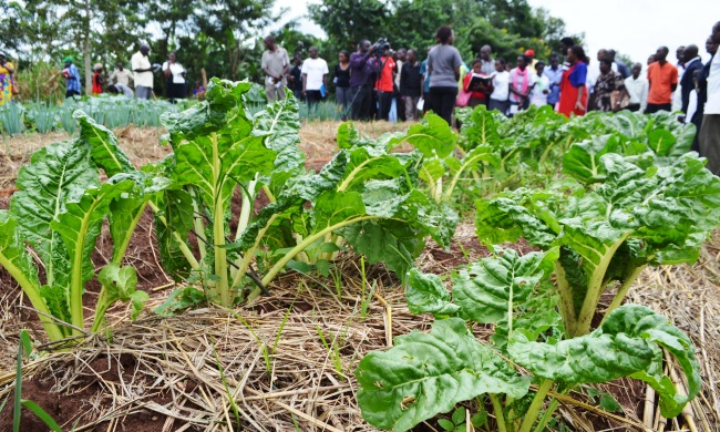 Profitable vegetable growing demonstration by Agriculture Students on Internship 8th August 2014, MUARIK, Wakiso Uganda