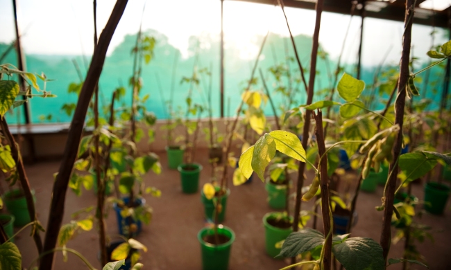 Soybean Research at the Makerere University Agricultural Research Institute (MUARIK), Wakiso Uganda