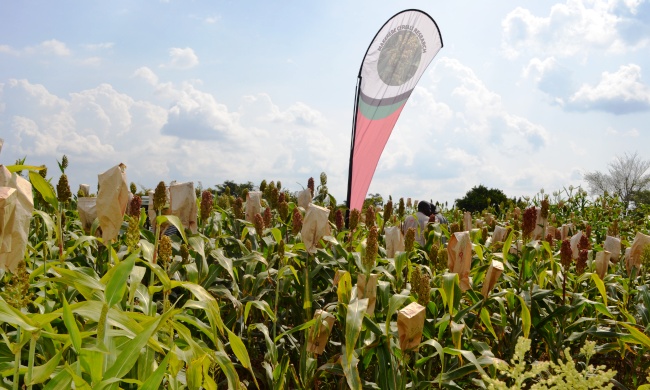 Sweet sorghum variety launch in Bukedea by the College of Agricultural and Environmental Sciences (CAES) in July 2012, Makerere University, Kampala Uganda