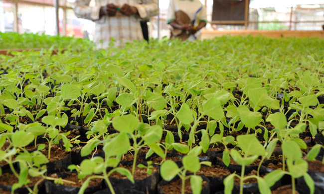 Inside one of the green houses at Makerere University Agricultural Research Institute - Kabanyolo