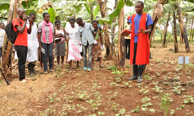 Banana Legumes intercropping demonstration by Agriculture Students on Internship 8th August 2014, MUARIK, Wakiso Uganda
