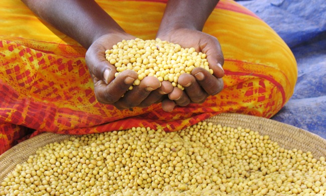 A farmer displays recently harvested soybean. Maksoy varieities' annual production stood at 181,000 tonnes in 2009