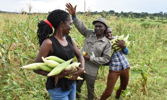 Some of the Members of the RAN Team that led the Innovation Community Dissemination exercise, June 2017, show off healthy maize harvests from Buyanga Sub-County, Iganga District, Uganda