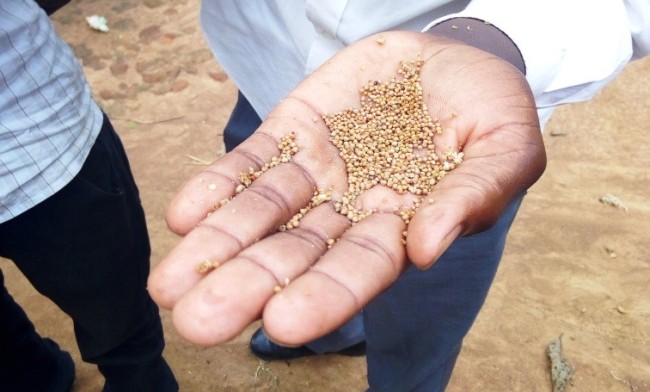 A sample of the 152 kilograms of desmodium seeds yielded under the Phase 2 of the Improved Push and Pull Innovation project, Buyanga sub-County, Iganga District, Uganda