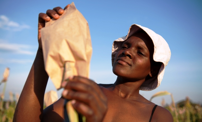 A female worker examines sorghum stalks under field trials at the MUARIK, CAES, Makerere University, Wakiso Uganda