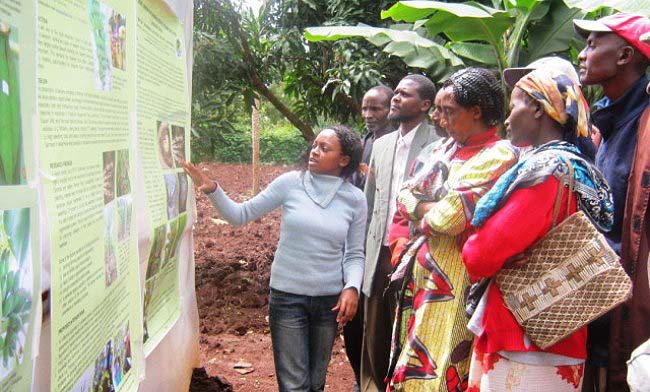 The Author, Ms. Njeri Njau (Front) training farmers on how to maintain healthy bananas during a Farmers’ Field Day Image:RUFORUM