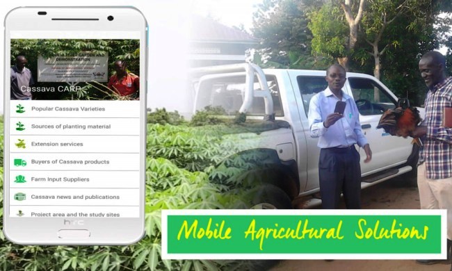 A screenshot of the cassava CARP mobile application Image:RUFORUM