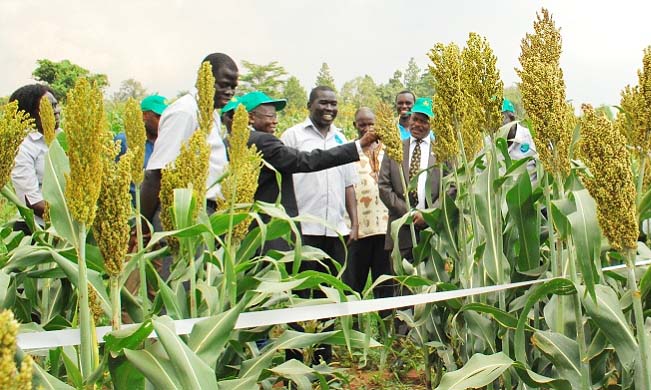The Vice Chancellor Prof. Barnabas Nawangwe (Green Cap & Tie) listens to the Principal CAES-Prof. Bernard Bashaasha (touching sorghum head) during a tour of one of the demonstration plots under MaRCCI at MUARIK, Makerere University, Wakiso Uganda. MaRCCI is undertaking research on disease, drought and other tolerance on cowpea and sorghum