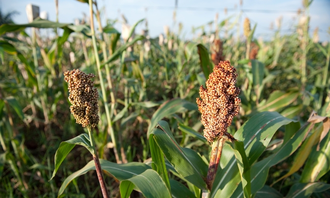 Sorghum under evaluation on a plot at the Makerere University Agricultural Research Institute Kabanyolo (MUARIK), CAES, Wakiso, Uganda