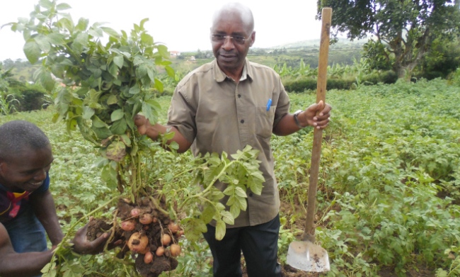 The CARP+ Project PI Prof. Johnny Mugisha (R) inspects potato tubers. Image:RUFORUM
