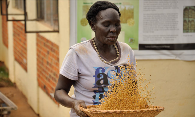 A lady winnowing soyabean at Makerere University Agricultural Research - Kabanyolo.