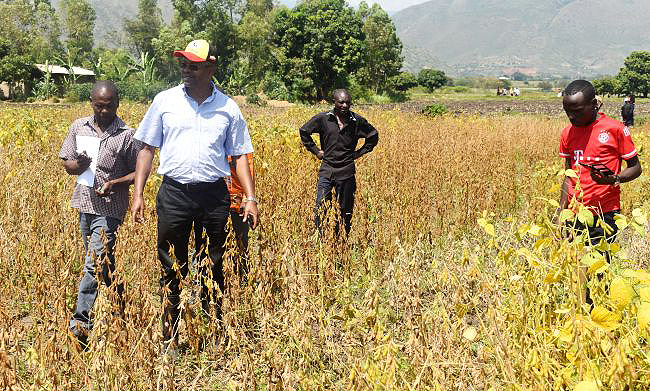 Makerere University Plant breeder and soybean researcher, Prof. Phinehas Tukamuhabwa (with cap) interacts with farmers in Mubuku during the field visits 3rd and 5th January 2019, Kasese Uganda