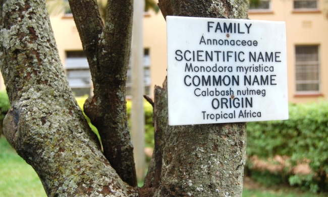 A closeup of the Calabash nutmeg tree Monodora myristica in the Botany-Zoology quadrangle, College of Natural Sciences, Makerere University, Kampala Uganda