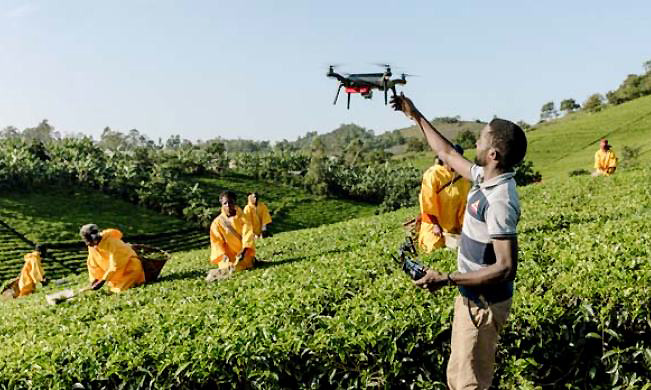 An agricultural drone launch in a tea field. Image:CTA