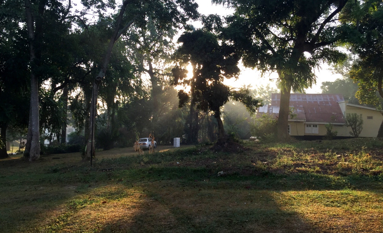 Sunrays pour through the branches of trees off The Edge Road, Makerere University, Kampala Uganda in February 2015