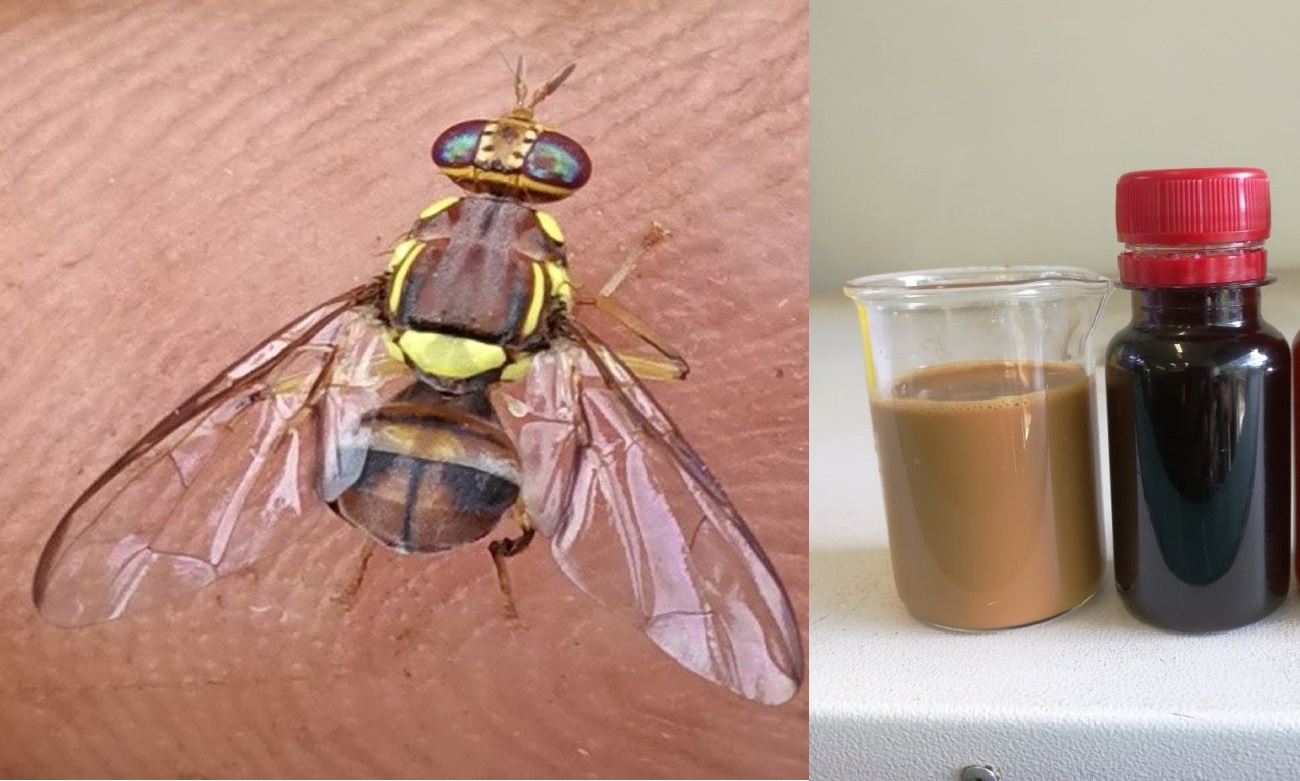 The Male fruit fly: Bactrocera dorsalis (Left) and Protein bait of various formulations derived from frothy brewery waste yeast (Right). Photo credit: RUFORUM
