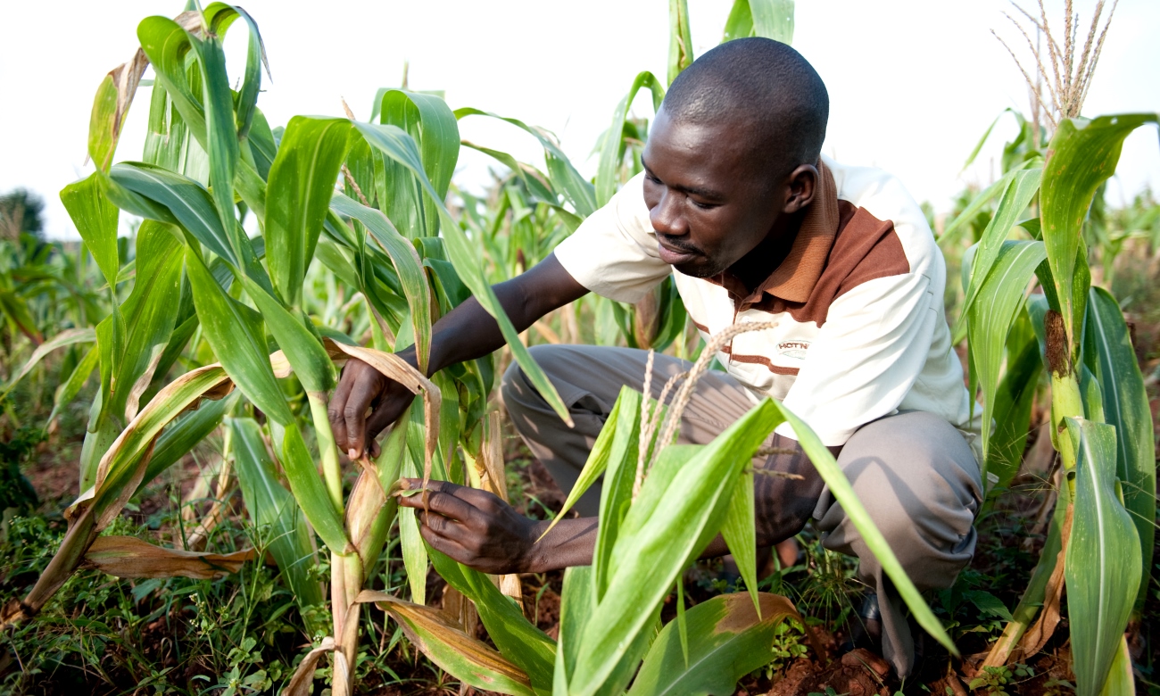 A male researcher inspects a maize cob in a demonstration plot at the Makerere University Agricultural Research Institute Kabanyolo (MUARIK), Wakiso Uganda on 13th August 2010.