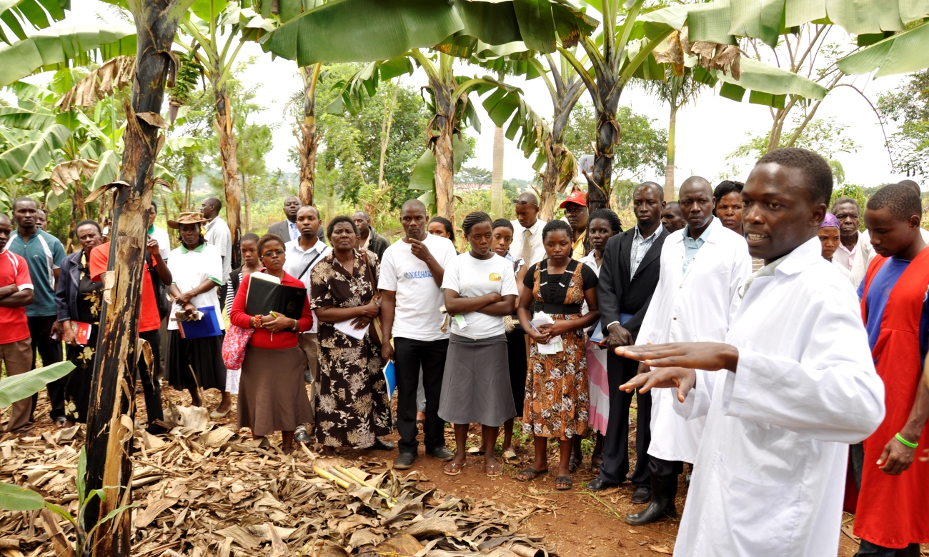 A student demonstrates mulching in a banana plantation as one of the Climate Smart Agriculture (CSA) practices during an Internship Exhibition on 8th August 2014, MUARIK, CAES, Makerere University, Wakiso Uganda.