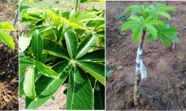 An image showing grafted baobab trees. Ready-to-cook seasoned baobab leaf powder for sauce preparation is an innovation produced by one of 382 incubatees that benefitted from the CARP and RECAP projects under RUFORUM. Photo credit: RUFORUM