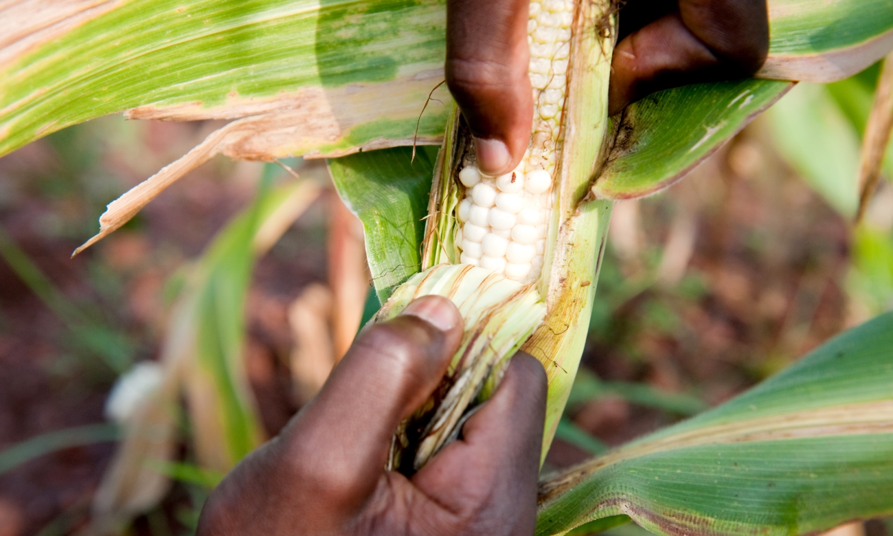 A male researcher inspects a maize cob in a demonstration plot on 13th August 2010 at the Makerere University Agricultural Research Institute Kabanyolo (MUARIK), Wakiso Uganda.