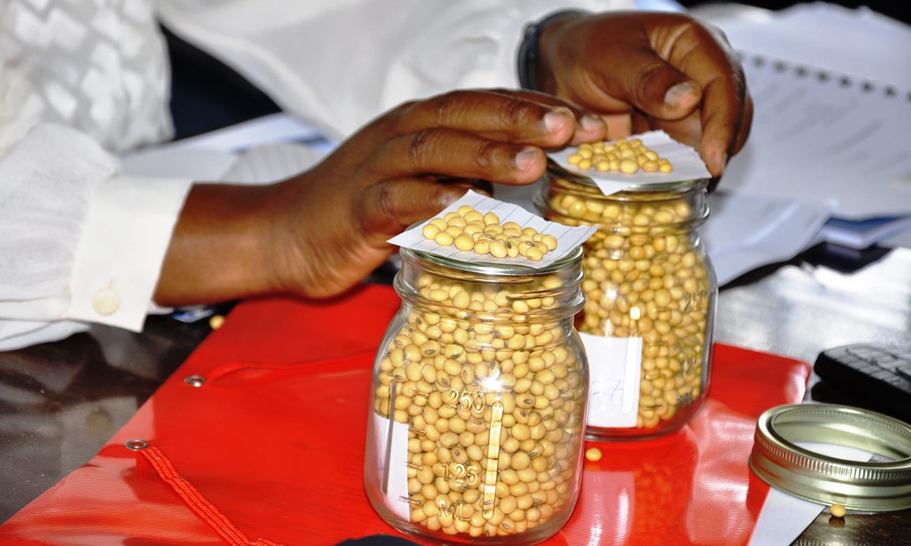 Soybean varieties on display during the release of the MakSoy 3N variety by the Ministry of Agriculture, Animal Industry and Fisheries (MAAIF) in Entebbe on 25th November 2013.