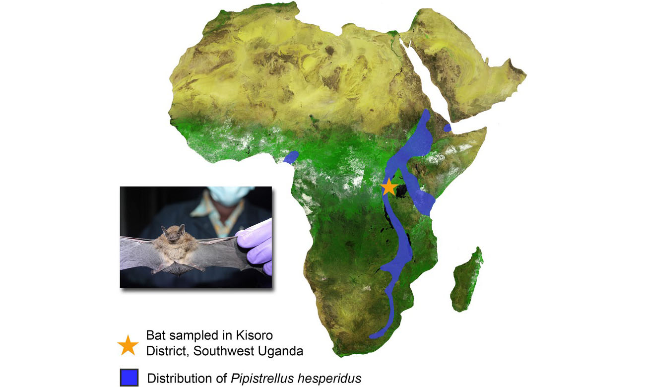 Map showing the distribution of Pipistrellus hesperidus (based on International Union for Conservation of Nature [IUCN] data) and the location of the bat sampled for the study. Source: Anthony et al 2017 MERSCoV mBIO