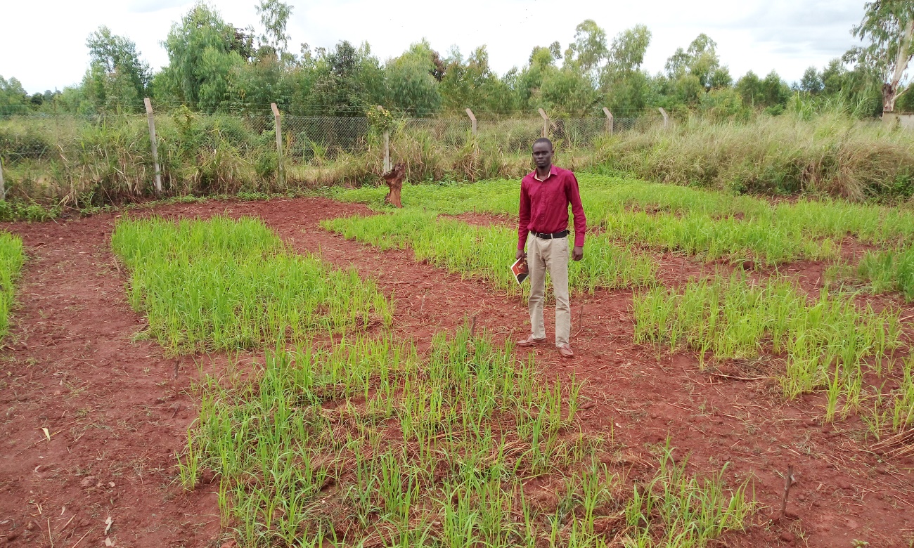 Article Author and Makerere University Alumnus, Mr. James Akuku, MasterCard Foundation and RUFORUM Scholarship recipient in a rice field
