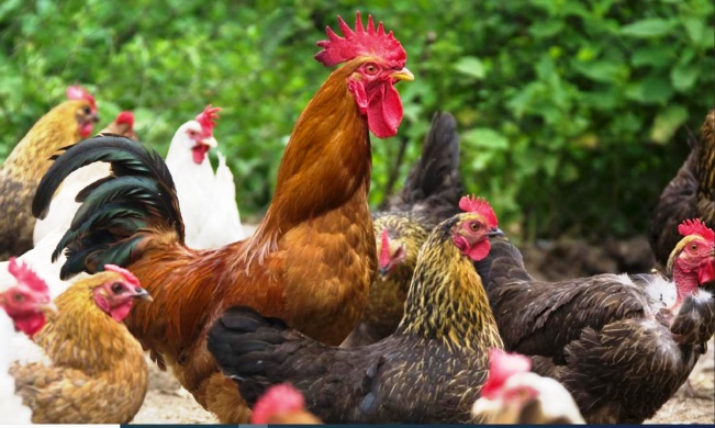 Report on Scientific Conference on Indigenous Livestock Resources. Makerere University is part of a team of Universities conducting Marker-Assisted Breeding in native chicken breeds. Photo credit: Research and Education Agency