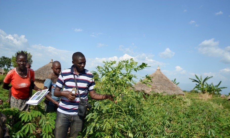 A farmer shows the author Mr. Kasule Faizo her cassava plants hit severely with CMD in Bukedea District, Eastern Uganda. Image: RUFORUM