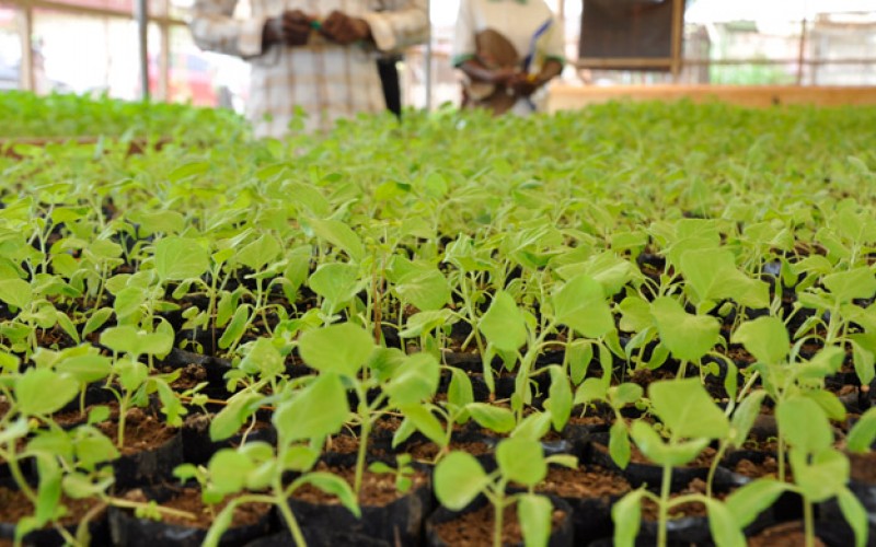 Seedlings in a nursery at the Makerere University Agricultural Research Institute - Kabanyolo (MUARIK), Wakiso Uganda.