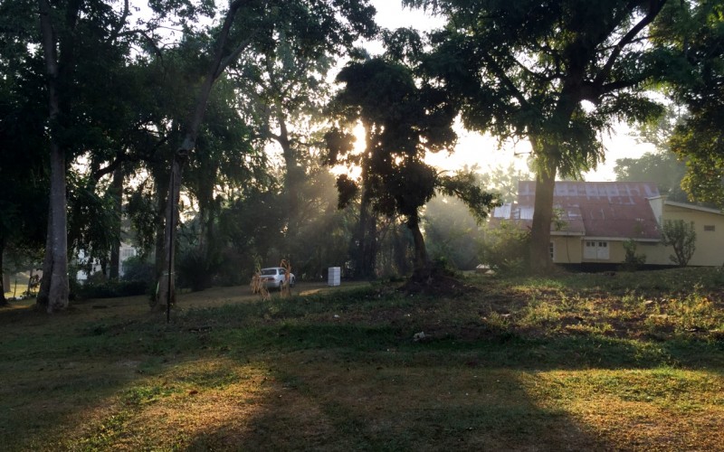 Sunrays pour through the branches of trees off The Edge Road, Makerere University, Kampala Uganda. Date taken: February 2015