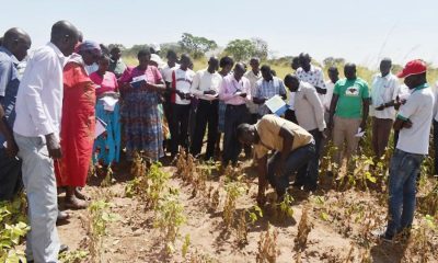 Associate Plant Breeder, Mr. Tonny Obua stoops to show farmers traits of one of the soybean varieties under trial at the Ngetta ZARDI in Lira District during the field day on 5th January 2019