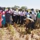 Associate Plant Breeder, Mr. Tonny Obua stoops to show farmers traits of one of the soybean varieties under trial at the Ngetta ZARDI in Lira District during the field day on 5th January 2019