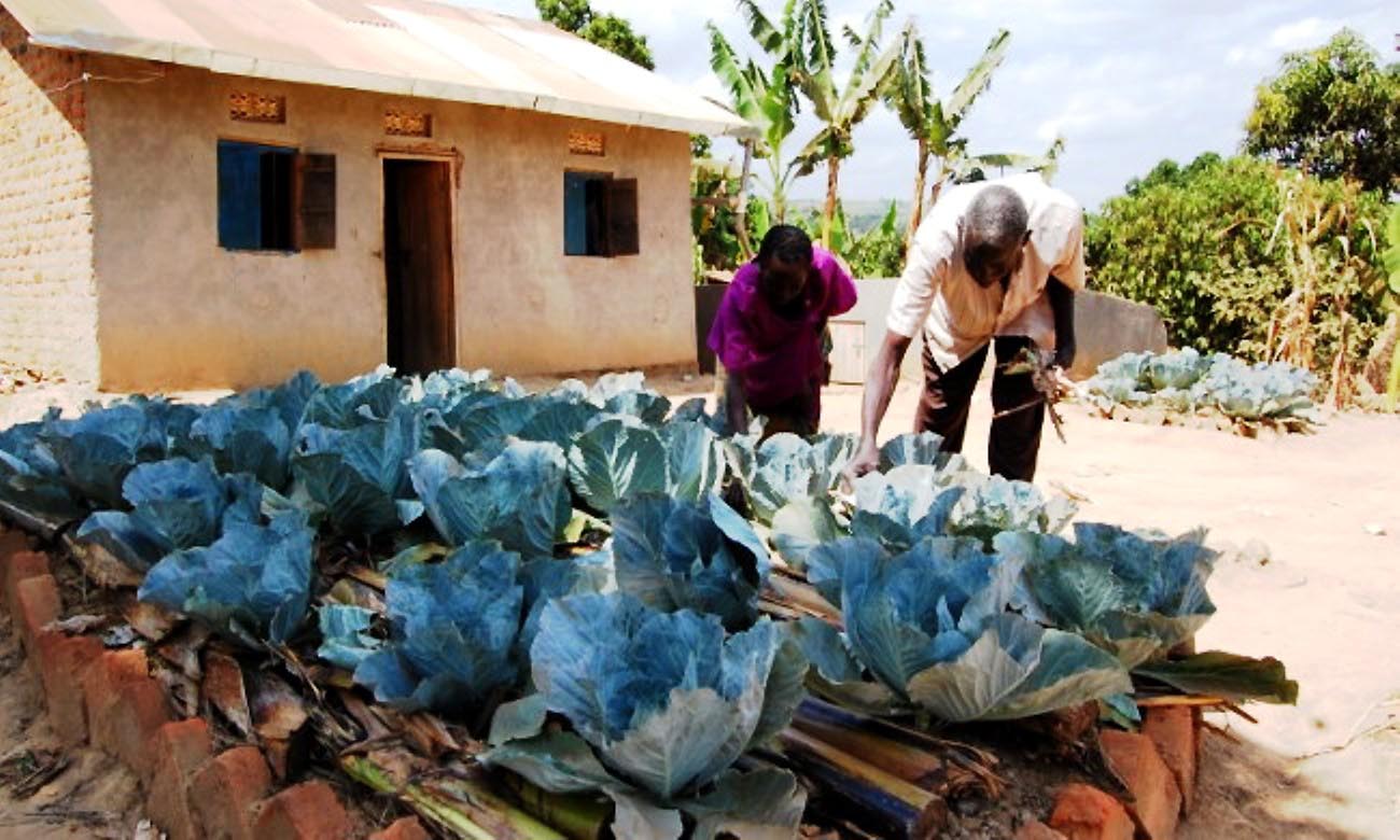 Farmers tend their vegetable garden as part of the Rain Water Harvesting Project in Rakai, June 2013 by CAES, Makerere University, Kampala Uganda