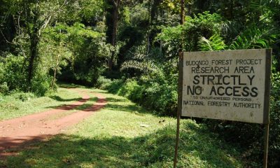 The road leading to Makerere University's Bundongo Conservation Field Station (BCFS), Budongo Forest, Masindi District, Uganda. Date taken: 6th October 2010