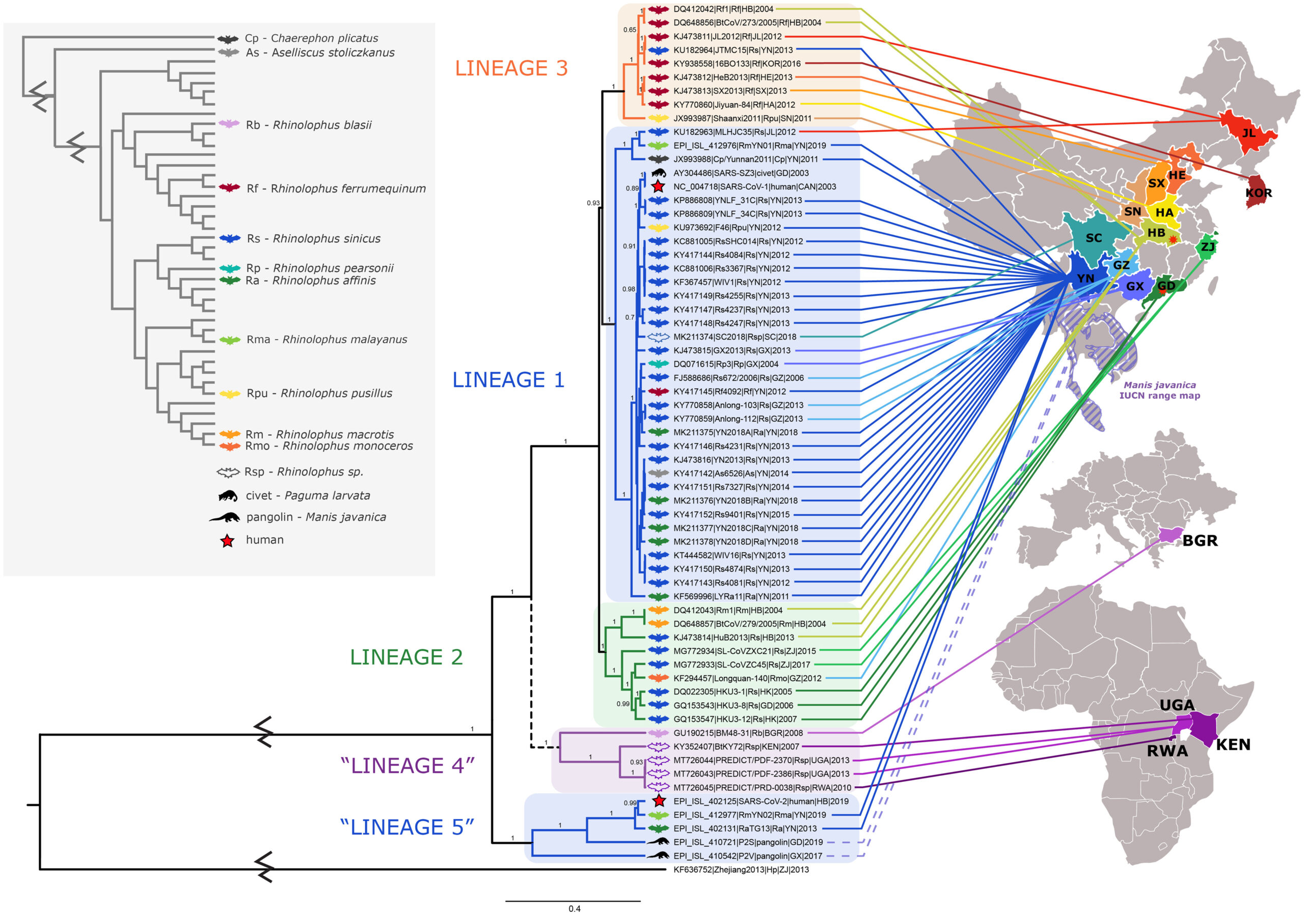 Phylogenetic tree of the RNA-dependent RNA polymerase (RdRp) gene (nsp12) and associated geographic origin and host species. Source: Wells et al., 2021. The evolutionary history of ACE2 usage within the coronavirus subgenus Sarbecovirus