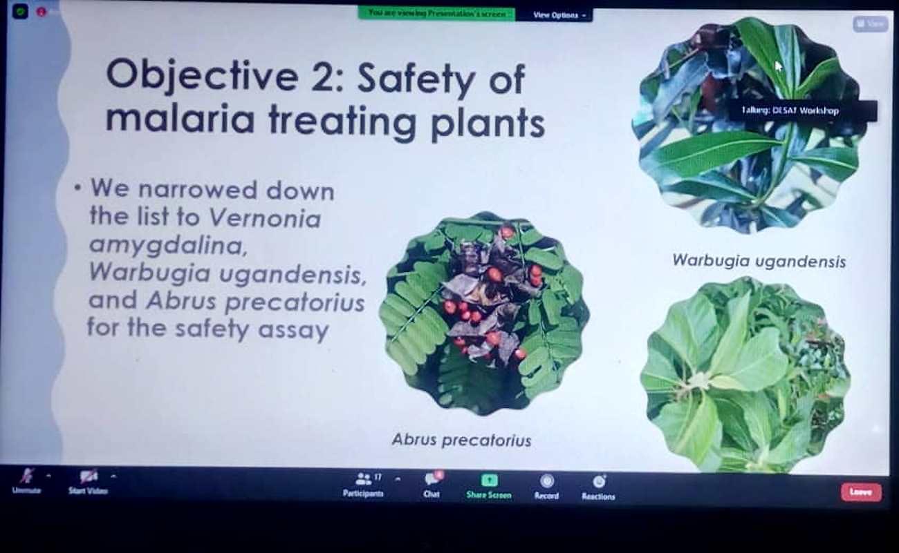 A screenshot of the DESAT research dissemination by Makerere University researchers on 16th June 2021 showing; Vernomia amygdalina (Muluswa), Warbugia ugandensis (Atiko) and Abrus precatorius (Osito) species used to treat malaria in Tororo district, Eastern Uganda.