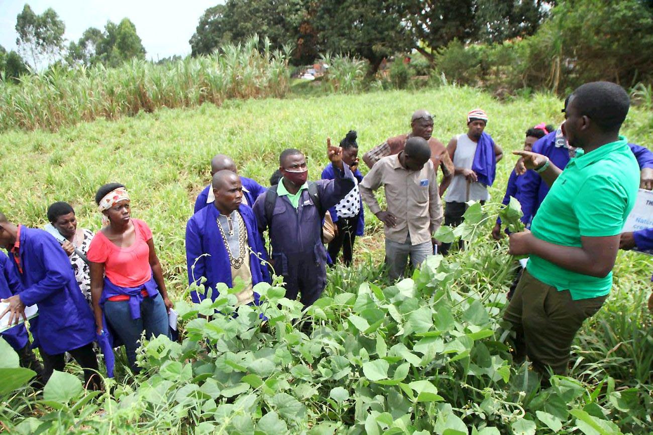 CEO Robran Holdings Limited (RHL), Brian Natwijuka (in green t-shirt) teaches farmers about different pastures as part of the EU-Funded SUPPF-L training held at RHL, Buwanuka, Wakiso district.