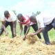 L-R: Mr. Brian Natwijuka, one of the trainees and Mr. Daniel Ojiambo compacting grass for silage making during the training under the EU-funded SUPPL-F project at Robran Holdings Limited (RHL), in Buwanuka Wakiso District.