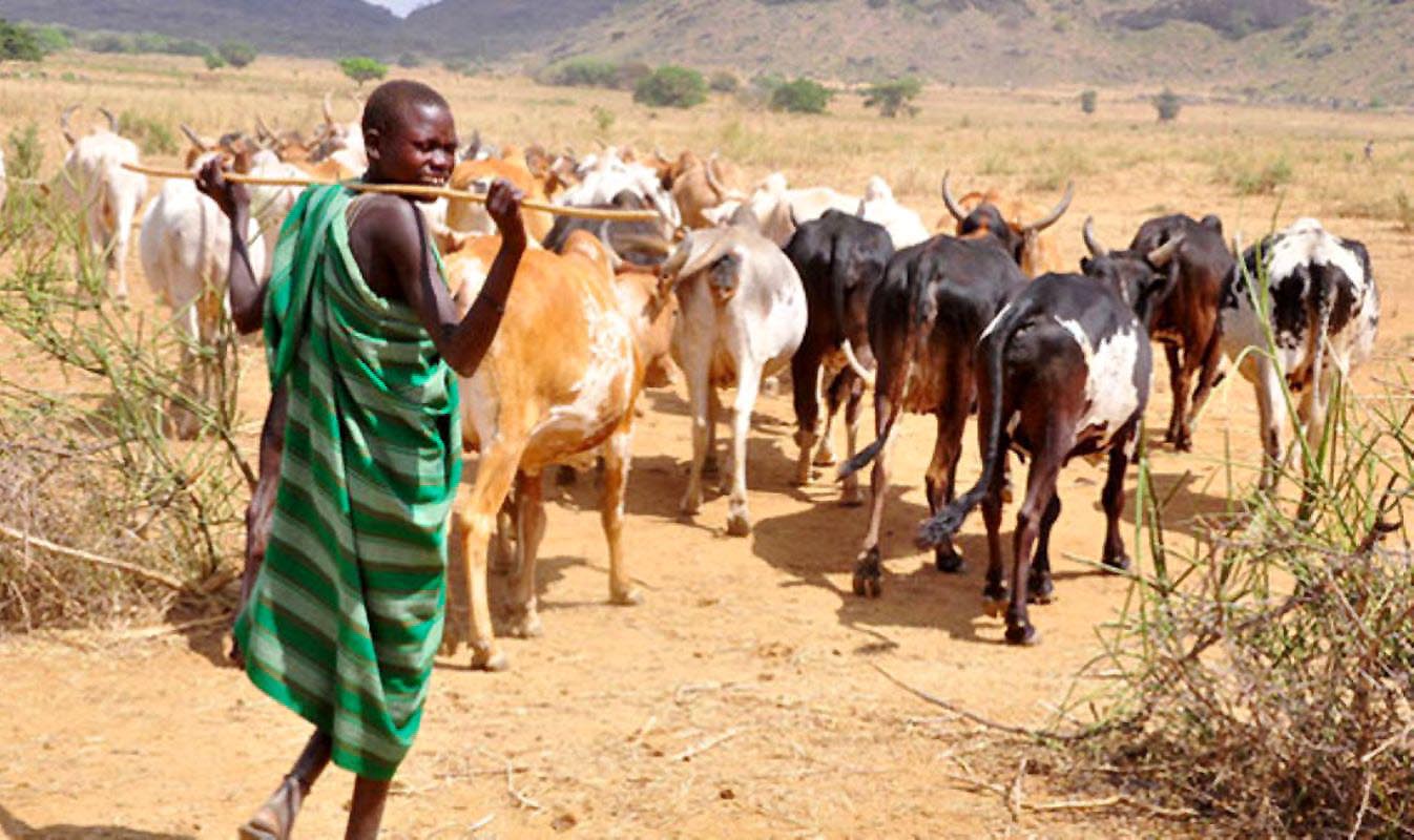 A young man herds cattle in Karamoja. Photo credity: Daily Monitor.