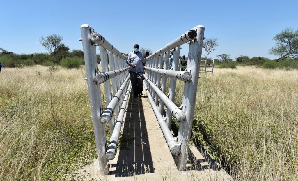 The Drylands Transform project Principal Investigator (PI) Prof. Denis Mpairwe at the rear end of the cattle crush.