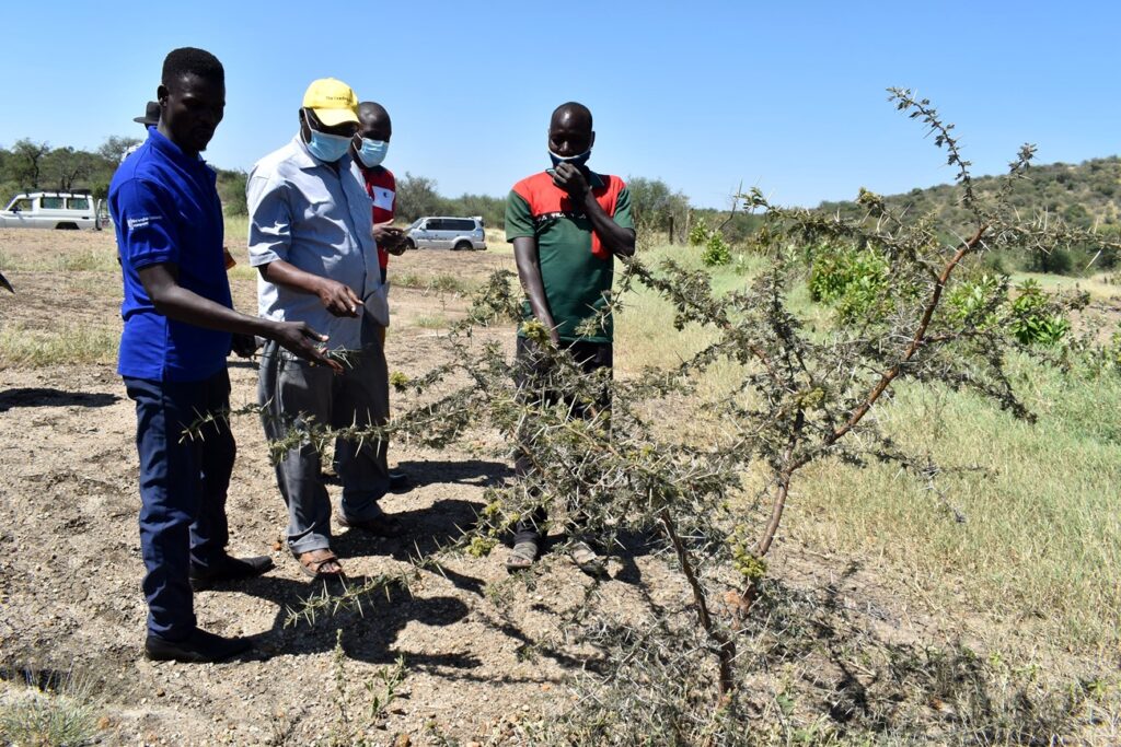 The Research team led by Prof. Denis Mpairwe (2nd L) and LCIII Chairperson Mr. Adupa John Robert Akiki (L) look at a species of shrub used as a remedy for coughs proposed for conservation by livestock café.