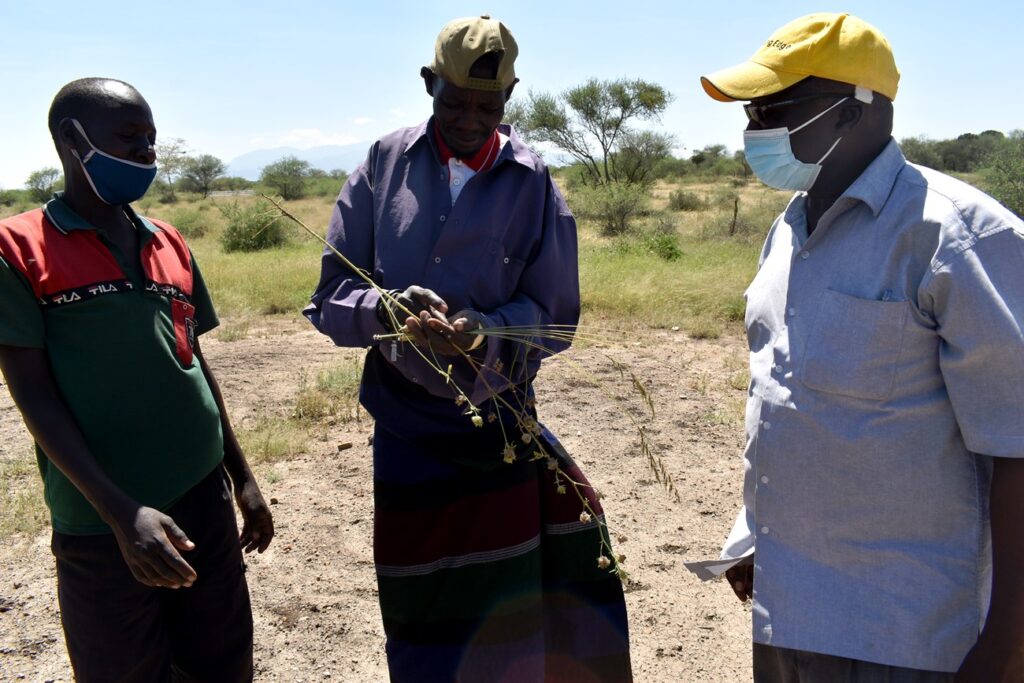 Clan Elder Mr. Achok Lopeimal (C) shows Prof. Denis Mpairwe (R) some of the plant species that need to be conserved by the project. 